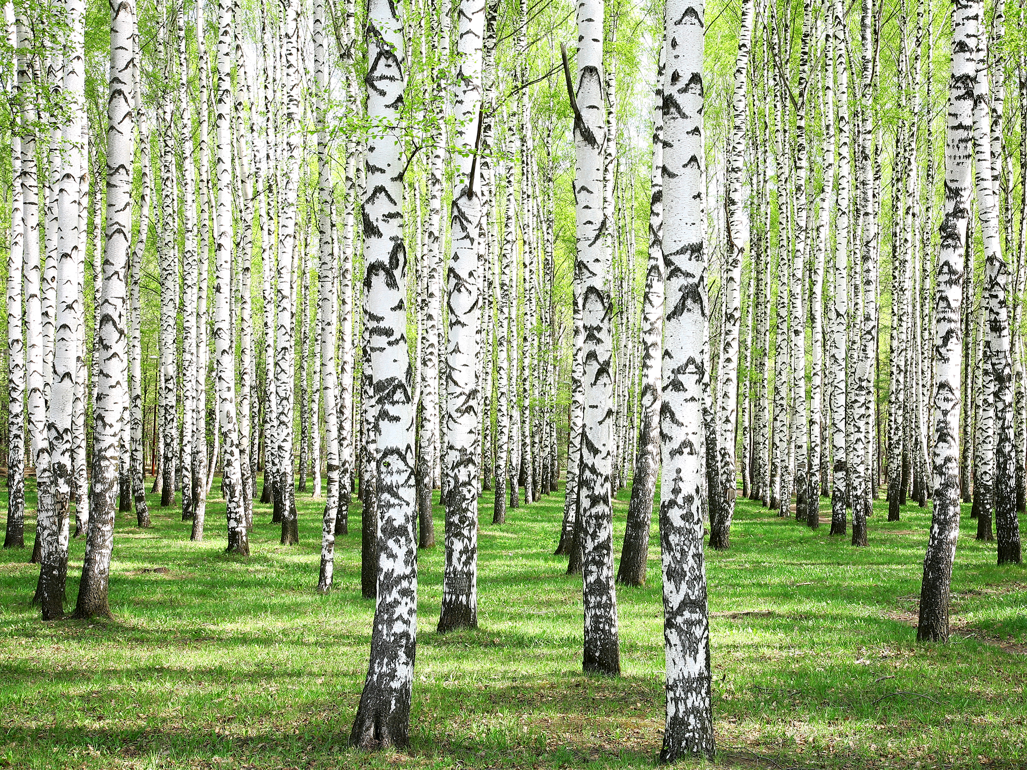 Silver Birches Istock Web