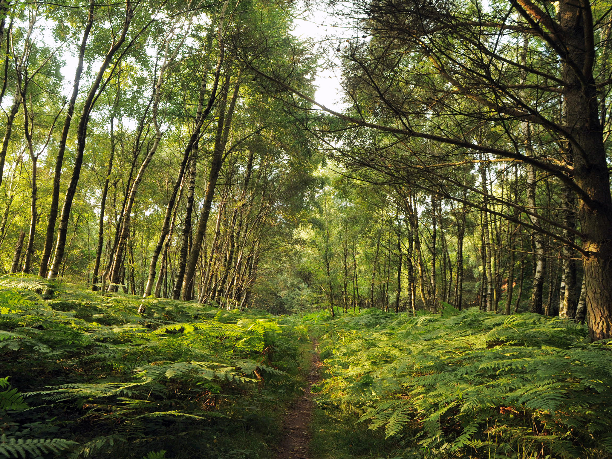 Path Through Woods Web