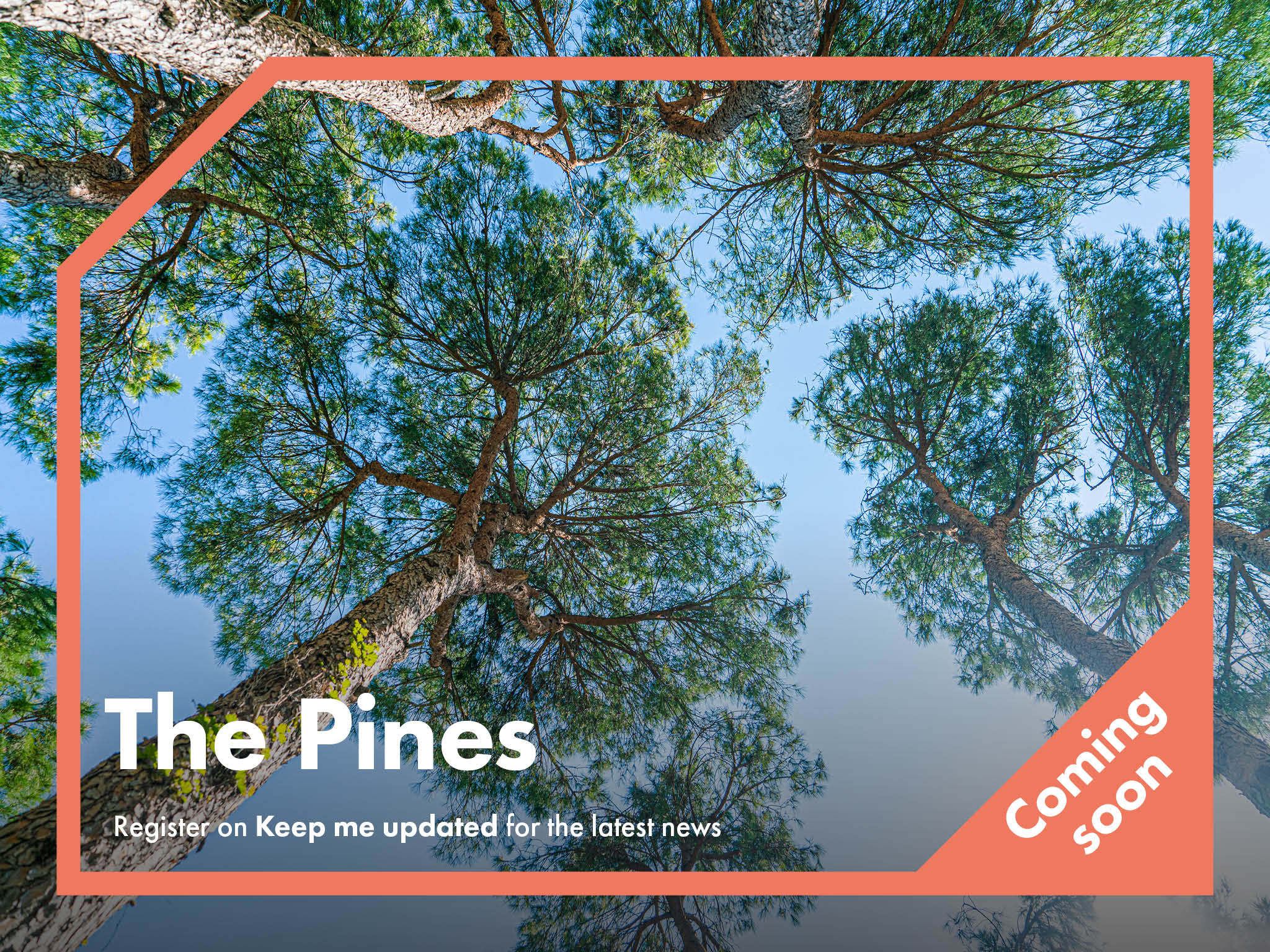 The Pines