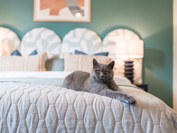 fluffy grey cat lying on a bed