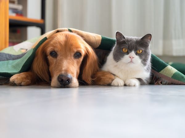 A golden dog with long ears snuggled up with a grey and white cat under a blanket.