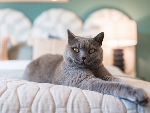 A beautiful fluffy grey cat lying on a bed in a modern Persimmon home. 
