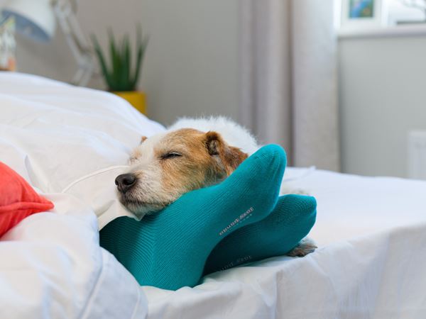 A lovely handsome white and brown dog sleeping on their owner's feet in bed.