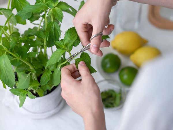 A woman using a pair of small scissors to cut some herbs.