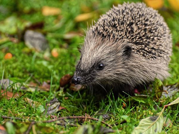 Cute hedgehog on the grass next to leaves and sticks